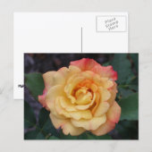 Die Rose ist schön rosa und gelb Postkarte (Vorne/Hinten)