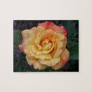 Die Rose ist schön rosa und gelb Puzzle