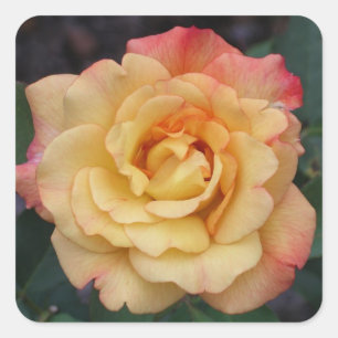 Die Rose ist schön rosa und gelb Quadratischer Aufkleber