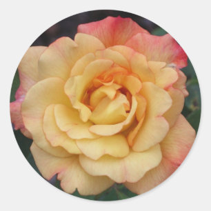 Die Rose ist schön rosa und gelb Runder Aufkleber
