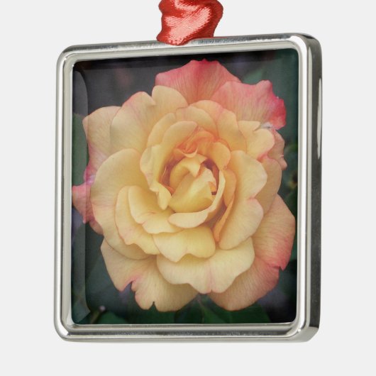 Die Rose ist schön rosa und gelb Silbernes Ornament (Links)