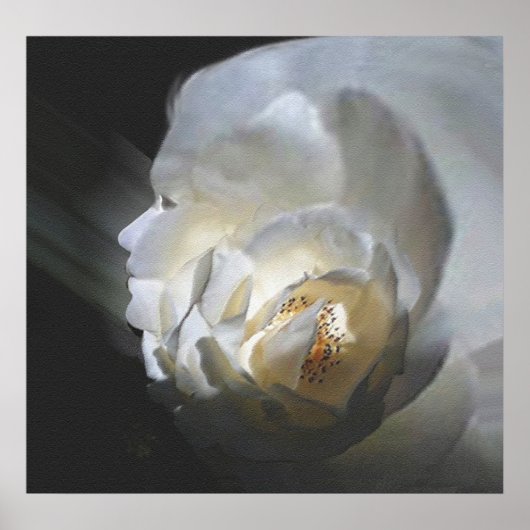 Die Rose Poster (Vorne)