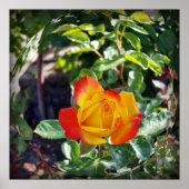 die Rose Poster (Vorne)