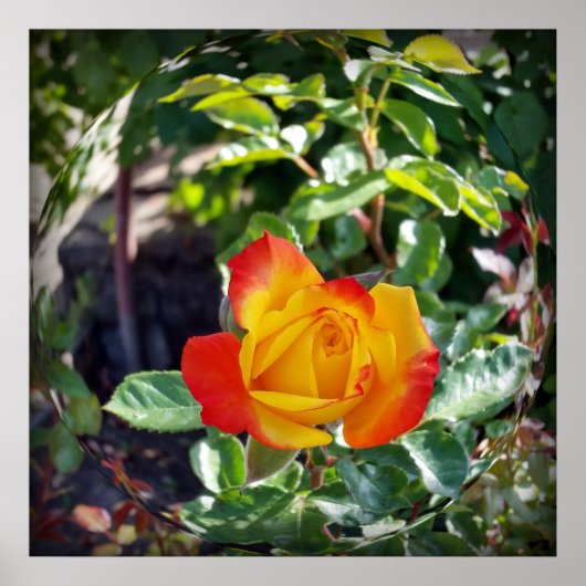 die Rose Poster (Vorne)