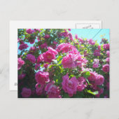 Die Rose Postkarte (Vorne/Hinten)