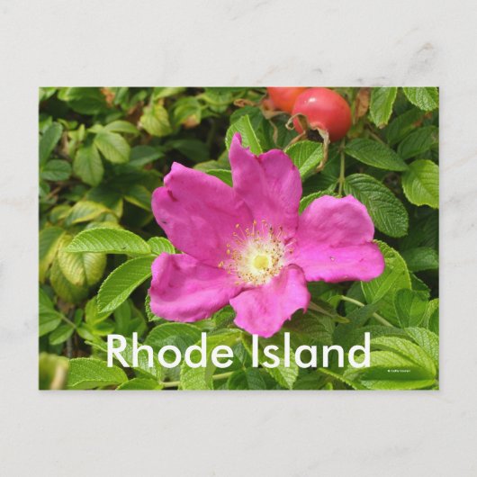 Die Rose Postkarte (Vorderseite)