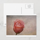 Die Rose Postkarte (Vorne/Hinten)