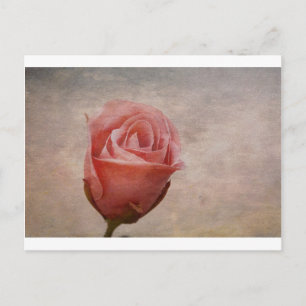 Die Rose Postkarte