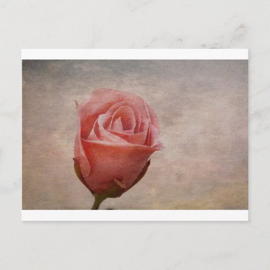 Die Rose Postkarte (Vorderseite)