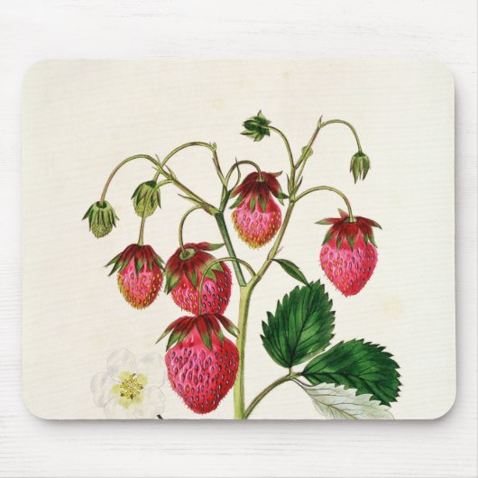 Die Roseberry Erdbeere, graviert durch Watte Mousepad (Vorne)