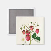 Die Roseberry-Erdbeere, graviert von Watte Magnet (Vorderseite/Rückseite)