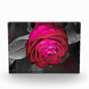 Die rosige Kamelie Fotoblock