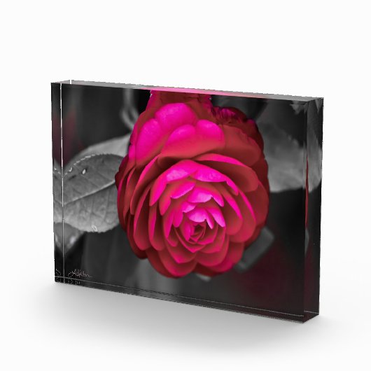 Die rosige Kamelie Fotoblock (Rechts)