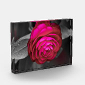 Die rosige Kamelie Fotoblock (Links)