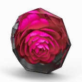 Die rosige Kamelie Fotoblock (Rechts)