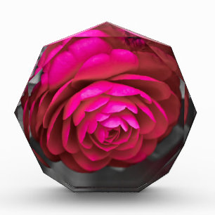 Die rosige Kamelie Fotoblock