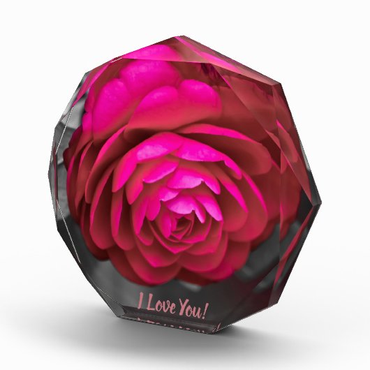 Die rosige Kamelie I Liebe Sie! Fotoblock (Rechts)