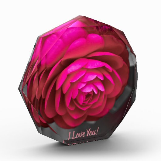 Die rosige Kamelie I Liebe Sie! Fotoblock (Links)