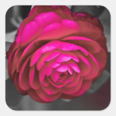 Die rosige Kamelie Quadratischer Aufkleber (Vorderseite)