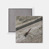 Die rote Libelle Magnet (Vorderseite/Rückseite)