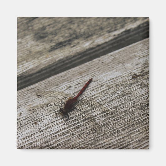 Die rote Libelle Magnet (Vorne)