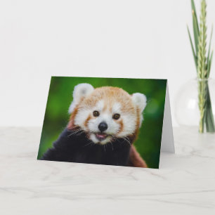 Die Rote Panda Valentine Card Feiertagskarte