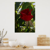Die Rote Rose Poster (Küche)