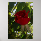 Die Rote Rose Poster (Vorne)