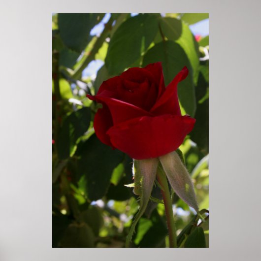 Die Rote Rose Poster (Vorne)