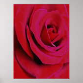 DIE ROTE ROSE      POSTER (Vorne)