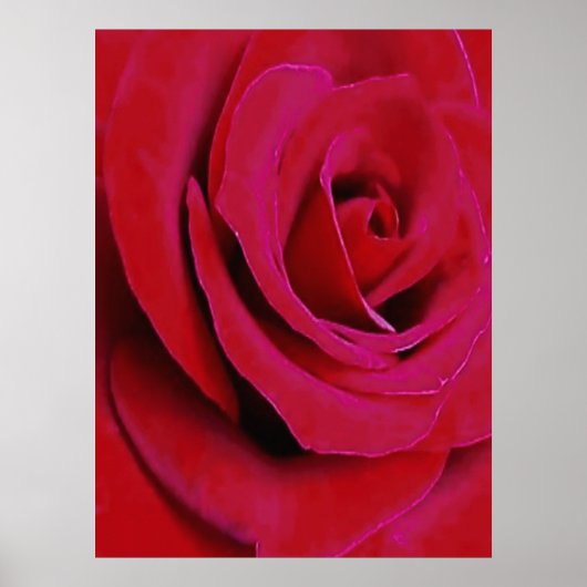 DIE ROTE ROSE      POSTER (Vorne)