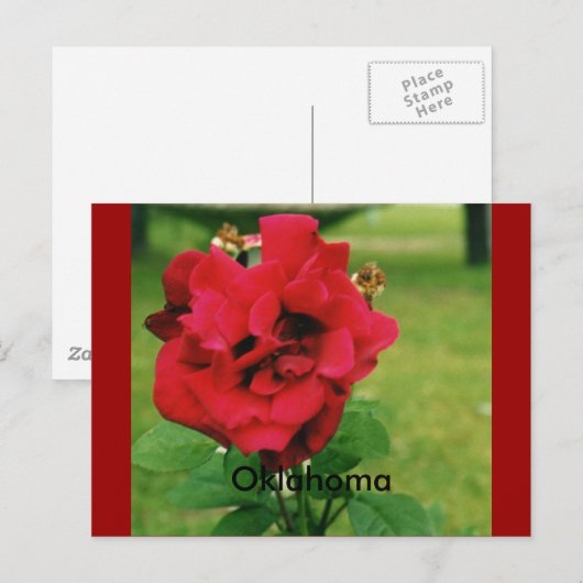 Die Rote Rose Postkarte (Vorne/Hinten)