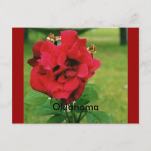 Die Rote Rose Postkarte