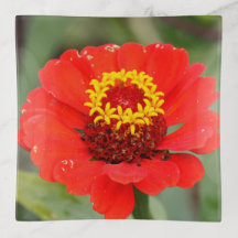 Die Rote Zinnia