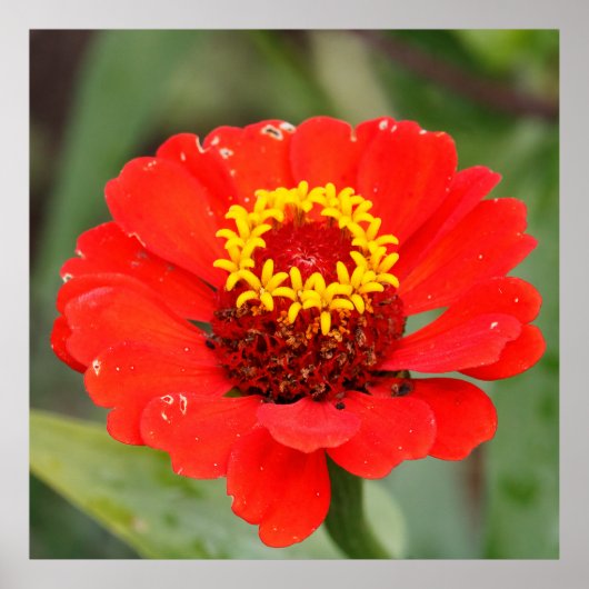 Die Rote Zinnia Poster (Vorne)