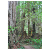 Die Rothölzer - Mammutbaum Klemmbrett (Rückseite)