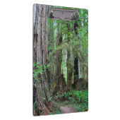 Die Rothölzer - Mammutbaum Klemmbrett (Rechts)