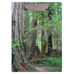 Die Rothölzer - Mammutbaum Klemmbrett