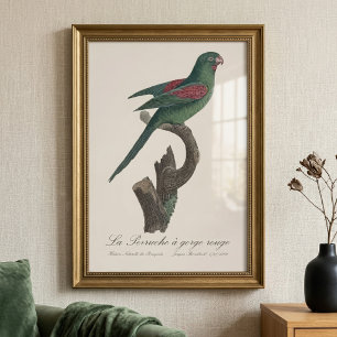 Die Rotkehl-Sittich Fotodruck