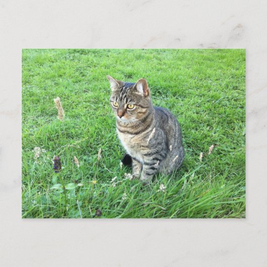 Die rubycotudiente Postkarte (Vorderseite)