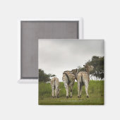 Die Rückseite von drei Zebras, Südafrika Magnet (Vorderseite/Rückseite)