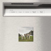 Die Rückseite von drei Zebras, Südafrika Magnet (In Situ (Geschirrspüler))