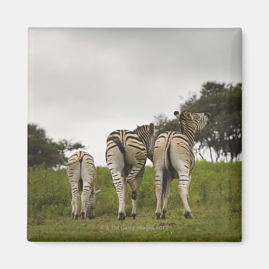 Die Rückseite von drei Zebras, Südafrika Magnet (Vorne)