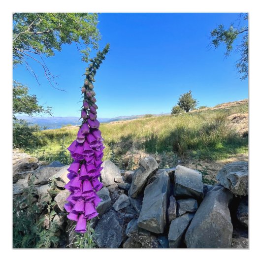 Die Ruhe des englischen ländlichen Raums Fotodruck (Vorne)