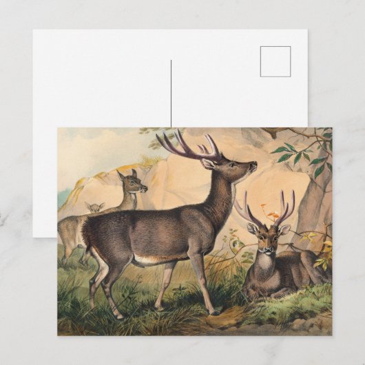 Die Rusa Deer von Joseph Wolf Postkarte (Vorne/Hinten)