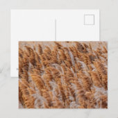 Die Rushes der Insel Antelope, Utah Postkarte (Vorne/Hinten)