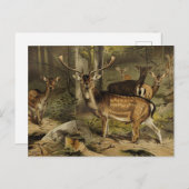 Die rustikale Antler Zoological Postcard Postkarte (Vorne/Hinten)