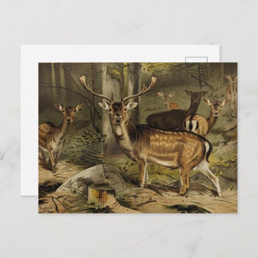 Die rustikale Antler Zoological Postcard Postkarte (Vorne/Hinten)
