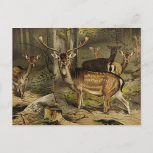 Die rustikale Hirsch-Zoologie-Postkarte Postkarte