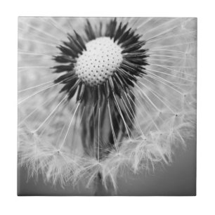 Die Samen von morgen Fliese